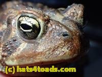 /home//u458753944/public_html/sourcegallery/////////Roxborough Toad Detour/2013-2019/2017/P4050675.JPG